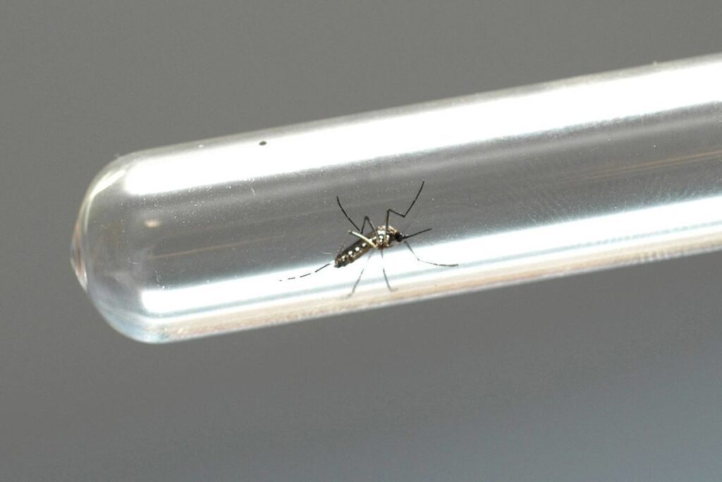 Com hospitais lotados e explosão de casos de dengue, Santa Catarina decreta situação de emergência