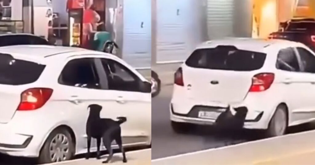 Vídeo mostra mulheres abandonando cachorro em praça e situação viraliza; Polícia está investigando o caso