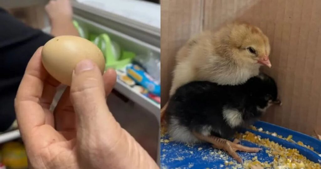 Morador do Paraná é surpreendido com ovos chocando na geladeira; veja