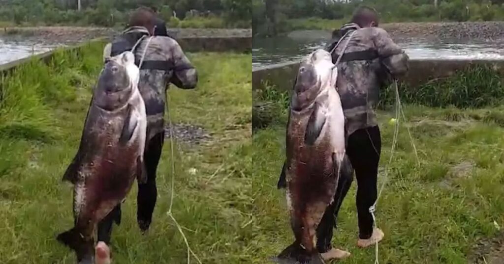 Pescador fisga peixe gigante em represa no Paraná e viraliza; veja vídeo