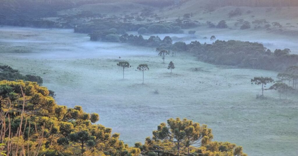 Serra Catarinense amanhece com geada e temperatura de 4°C em pleno verão