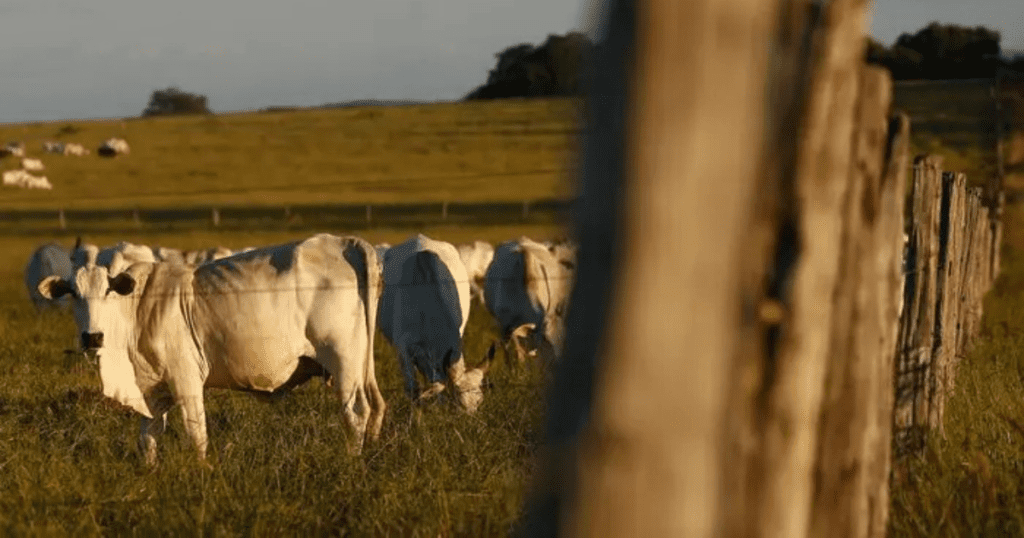 Homem tenta estuprar vaca, leva coice e morre com camisinha no pênis