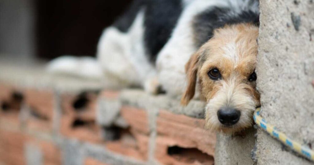 Dois homens são indiciados por maus-tratos a animais em São João do Triunfo