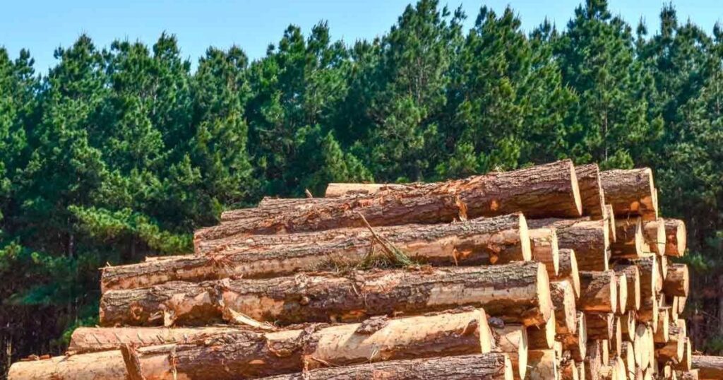 Criminosos invadem propriedade, cortam árvores e furtam madeira em São Mateus do Sul