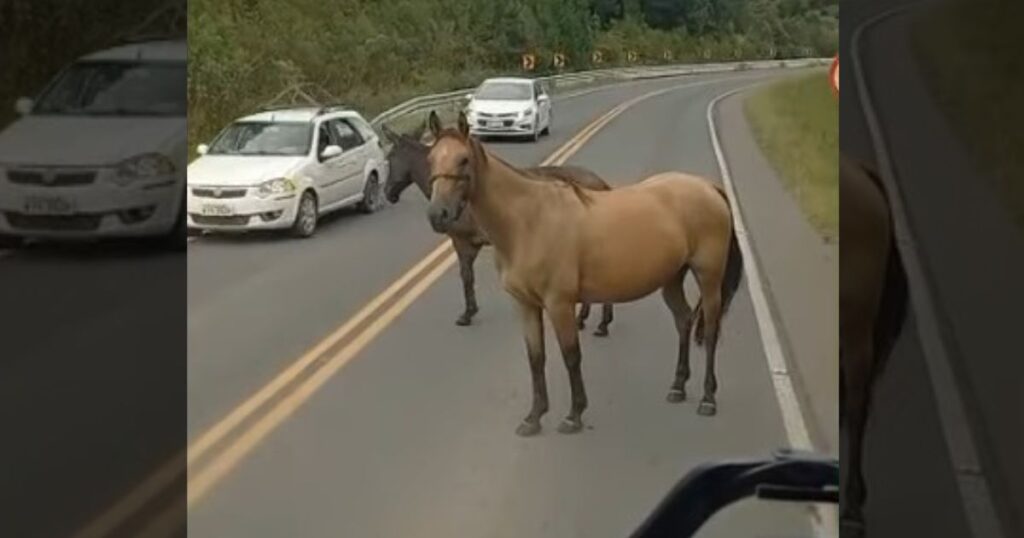 Cavalos soltos na PR-151 causam transtornos e preocupam motoristas; veja imagens