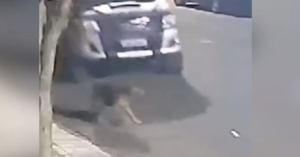 Polícia procura por motorista que matou cão atropelado no Paraná; vídeo