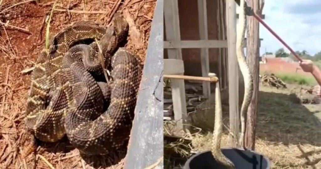 Homem se depara com duas cobras cascavéis ao roçar terreno no Paraná; VÍDEO