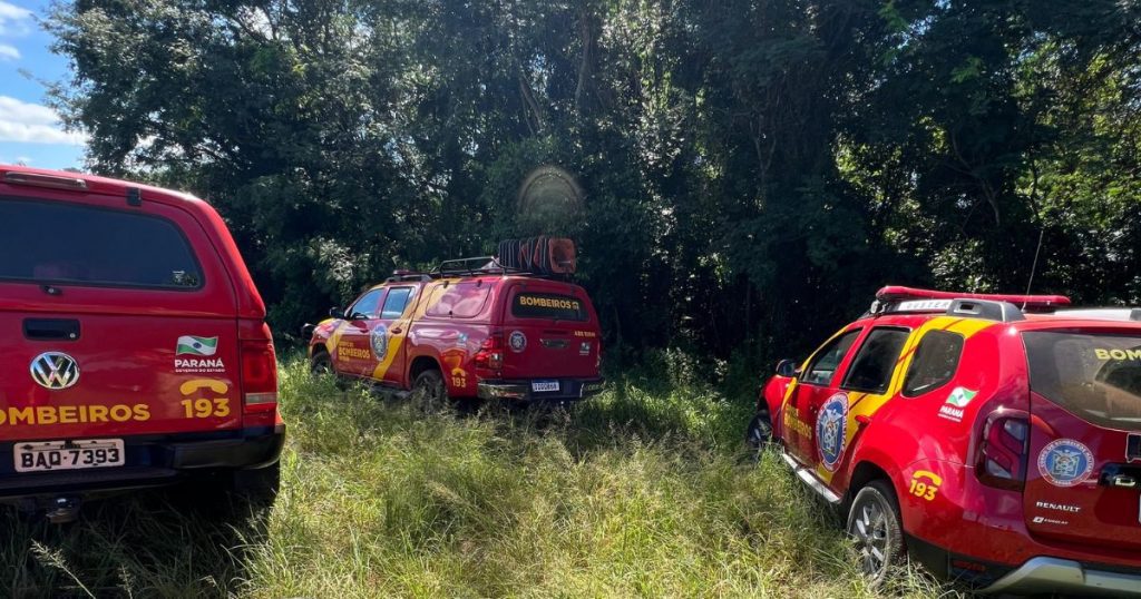Trabalhador morre ao ser atingido por árvore durante corte de eucaliptos em Palmeira