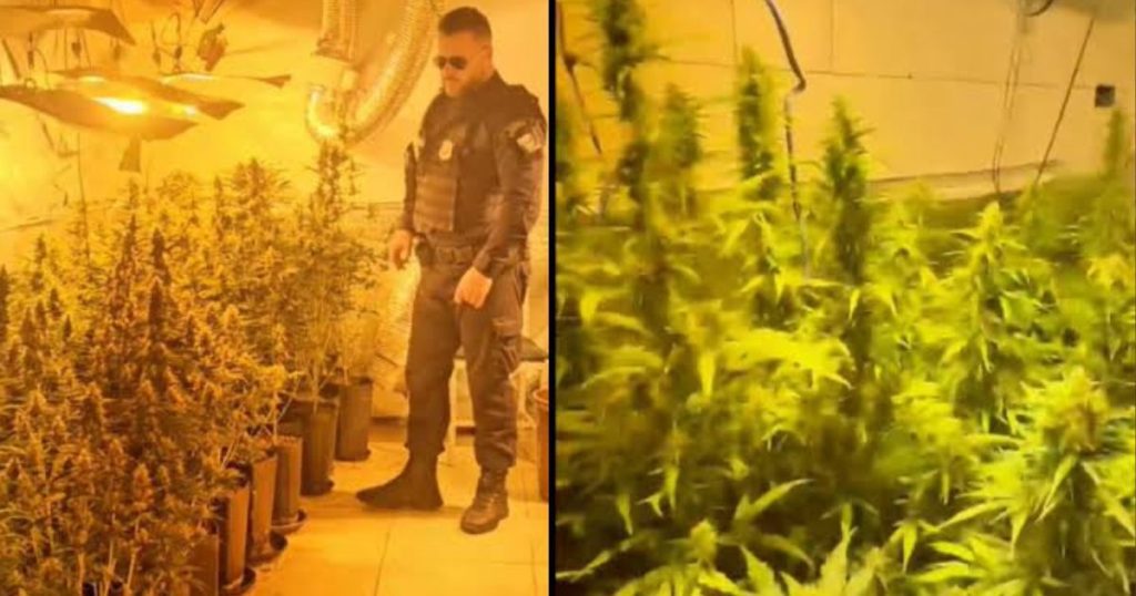 Casal do Paraná é preso por cultivar mais de 800 pés de maconha vendida a R$ 30 mil o quilo