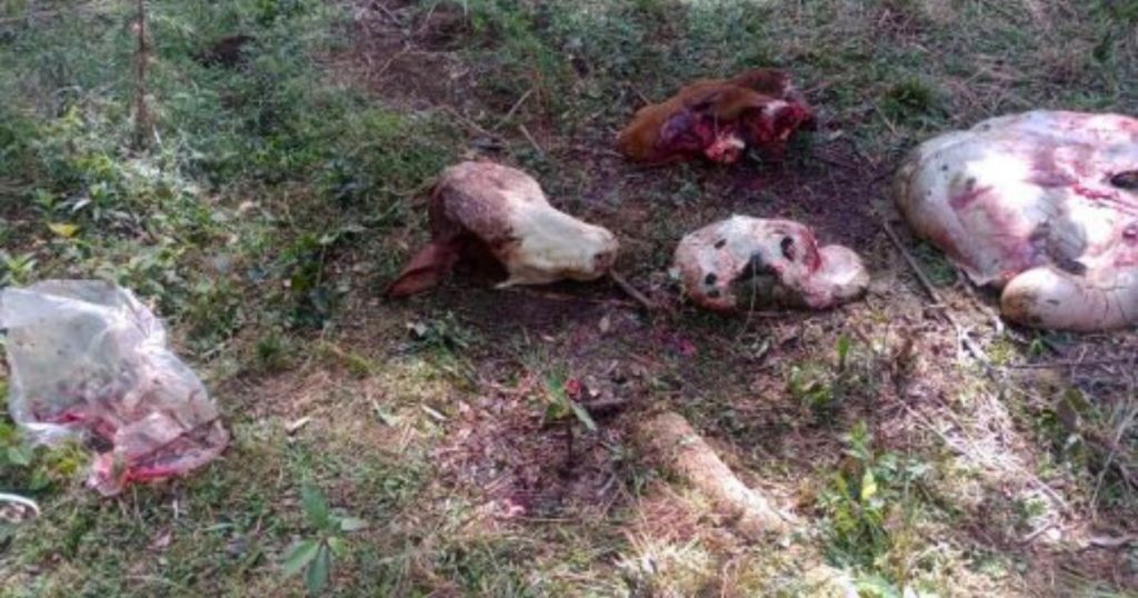 Touro avaliado em mais de R$15 mil reais e furtado e abatido no Paraná