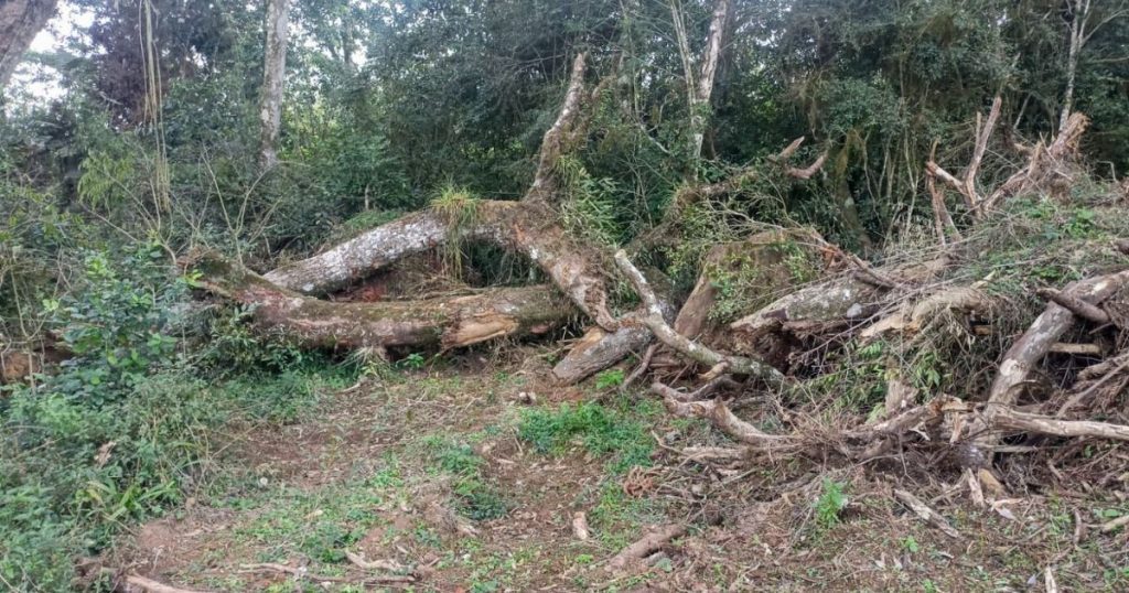 Proprietário é multado em mais de R$ 100 mil por desmatamento ilegal em São Mateus do Sul