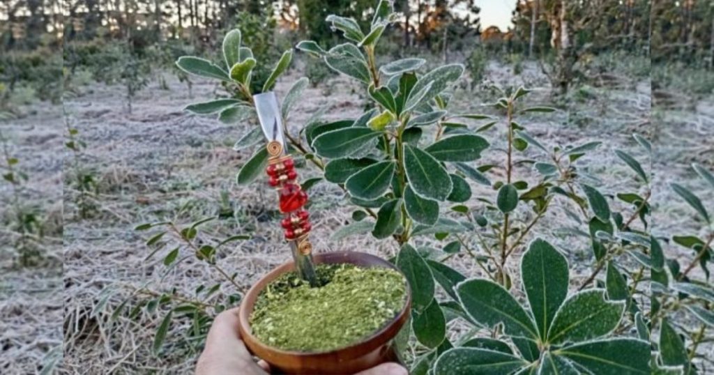 Frente fria se aproxima e São Mateus do Sul terá semana com frio intenso e possibilidade de geada