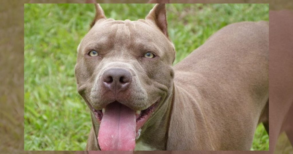 Criança de 7 anos fica ferida após ataque de pitbull em Porto União