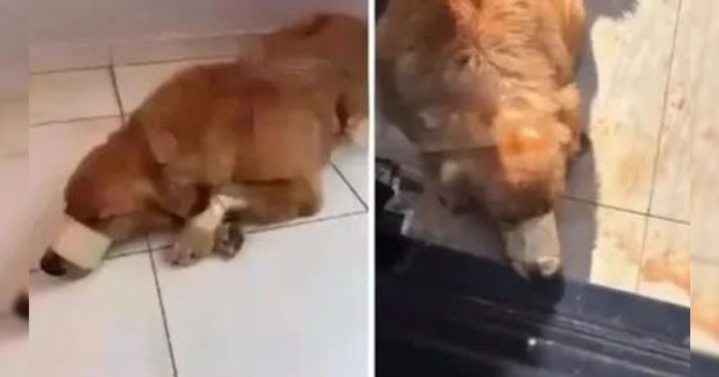 Cachorro da raça Golden Retriever tem boca amarrada e é vítima de maus-tratos no PR