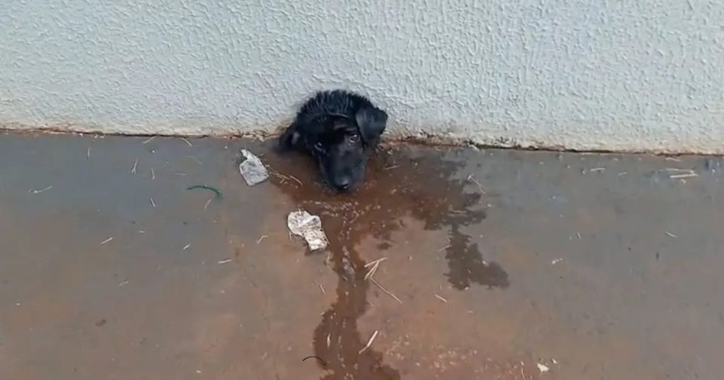 Cachorro fica preso em muro e precisa ser resgatado pelos bombeiros no Paraná