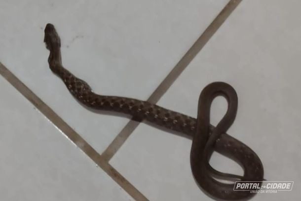 Mulher encontra cobra na cama em baixo do travesseiro em Porto União
