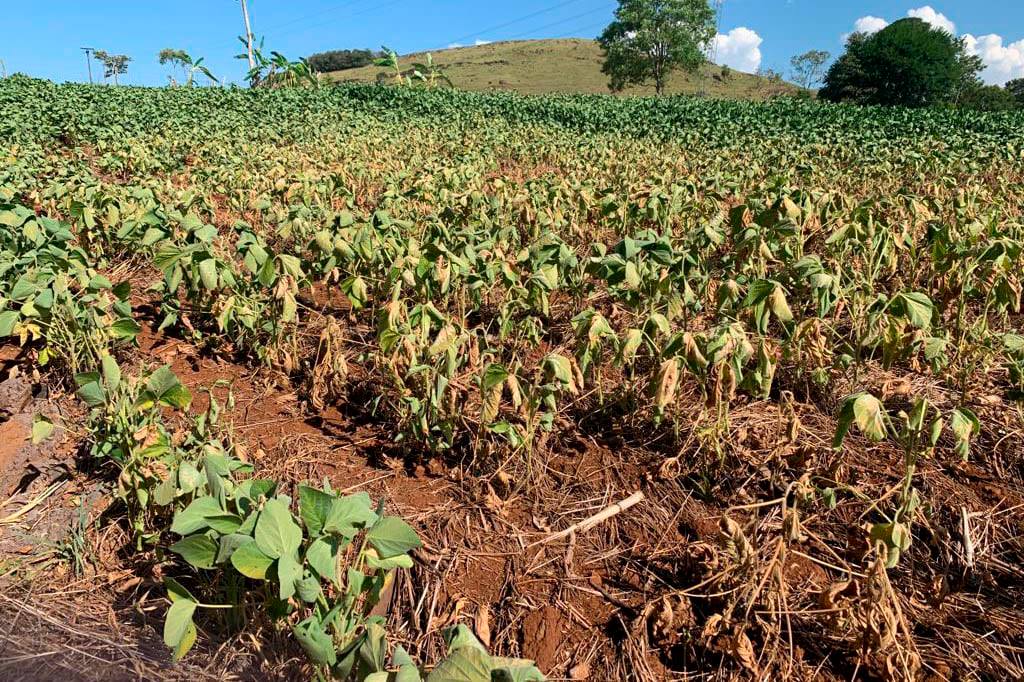 Palmeira declara situação de emergência por danos e prejuízos causados pela estiagem