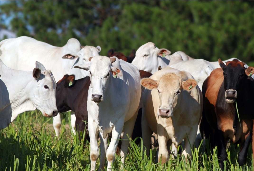 Área livre de febre aftosa completa um ano no Paraná, abrindo mercados de proteína