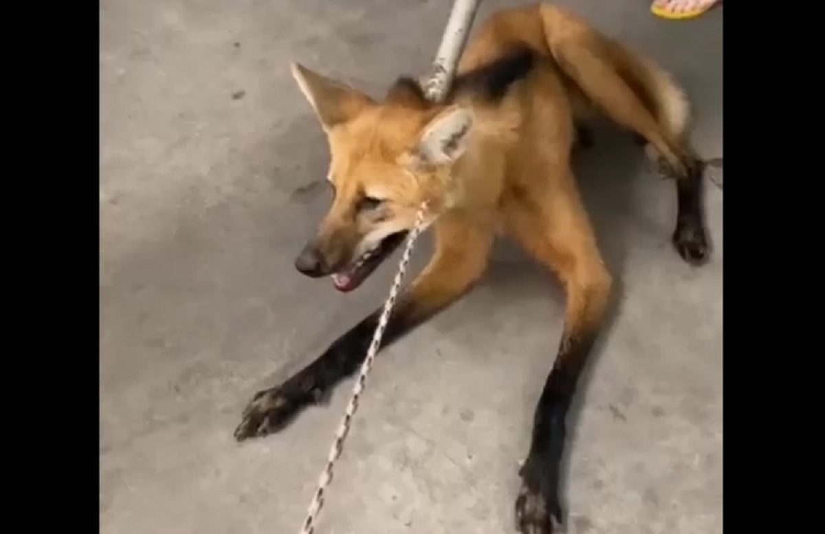 Lobo-guará circula pelo Centro de Porto União e é capturado pelos bombeiros