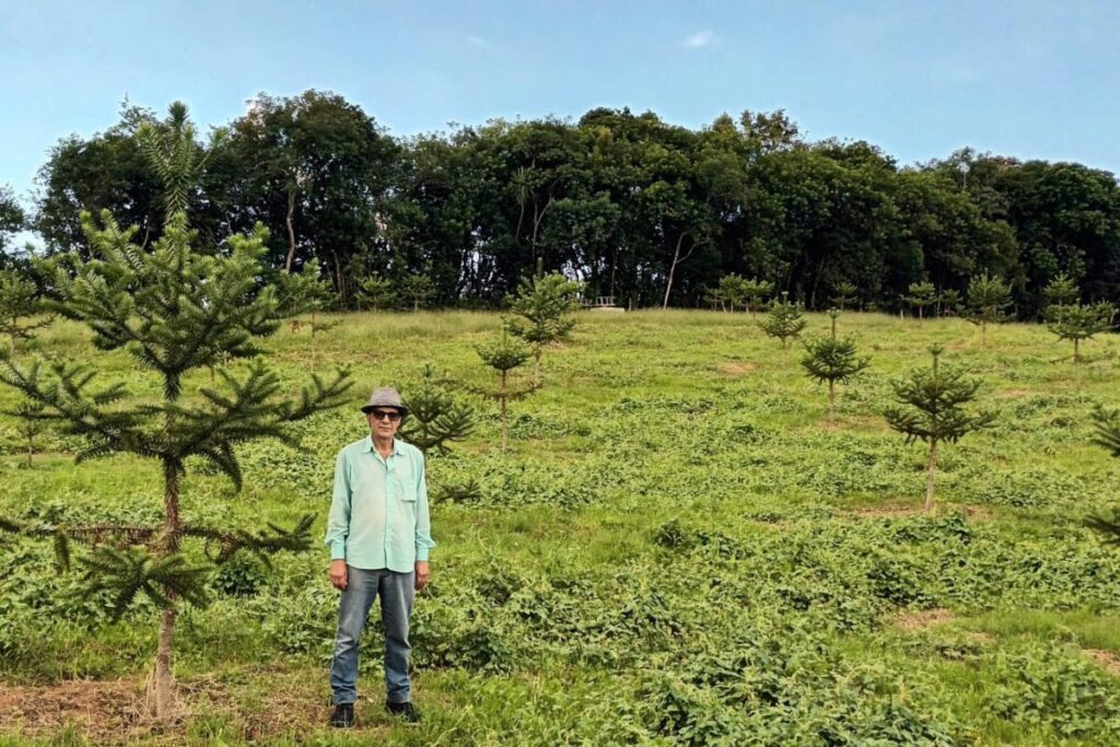 Com apoio do IDR, produtor investe em araucária enxertada que acelera produção de pinhão