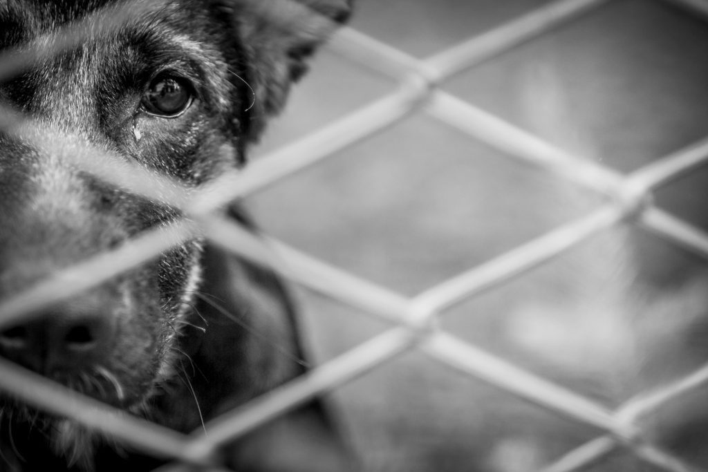 Cachorros vítimas de maus-tratos são resgatados pela PM e ONG de proteção animal em São Mateus do Sul