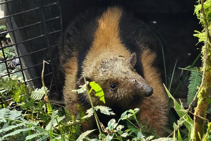 IAT devolve à natureza tamanduá-mirim encontrado por moradores em General Carneiro