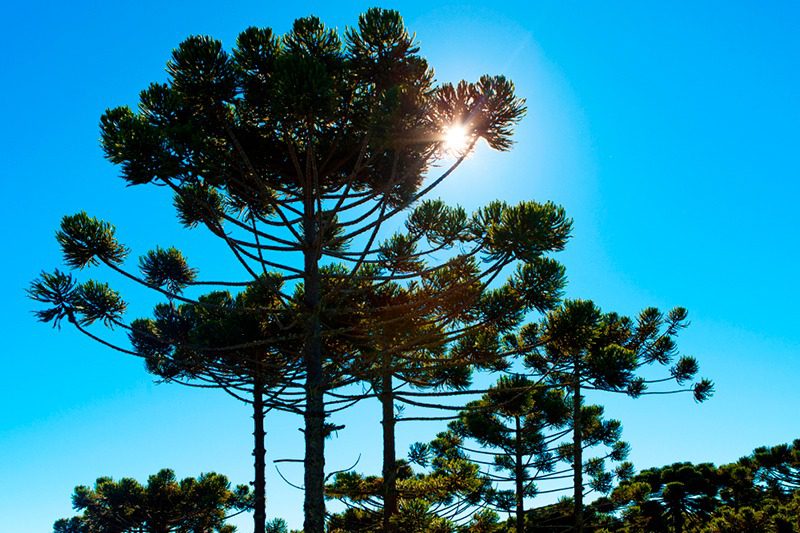 “Ampliar florestas com Araucária tem relação com sustentabilidade”, defende Bacil