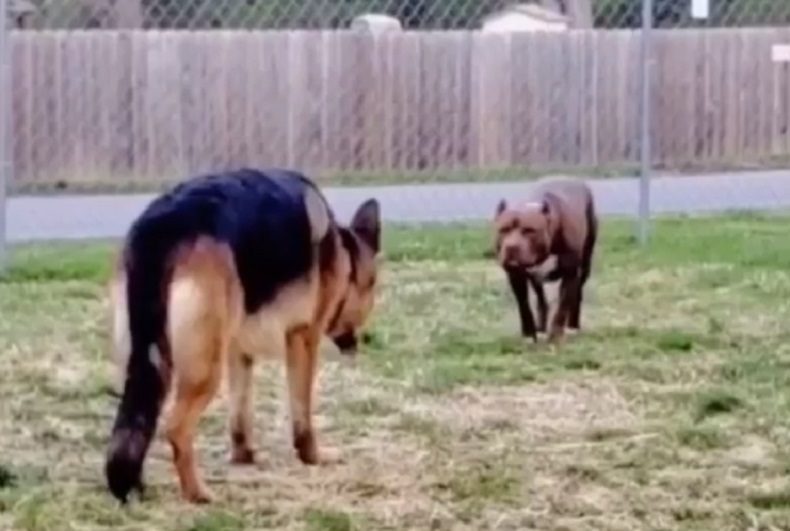 Omissão na guarda de animais resulta em confronto entre cães em São Mateus do Sul