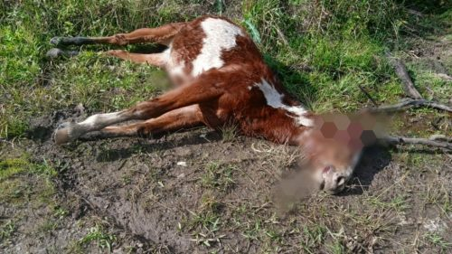 Três cavalos são encontrados mortos por disparos de arma de fogo em União da Vitória