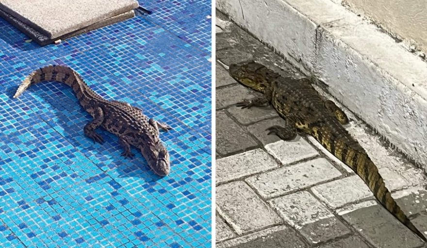 Susto! Jacaré aparece em pátio de hospital no ES