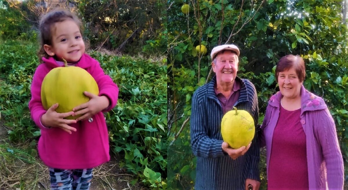 Laranjas gigantes com mais de dois quilos surpreendem família no Paraná