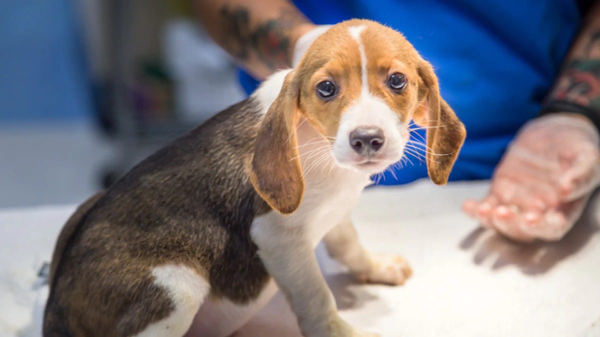 Após boatos, UEPG esclarece que não faz pesquisas com cães da raça ‘Beagle’