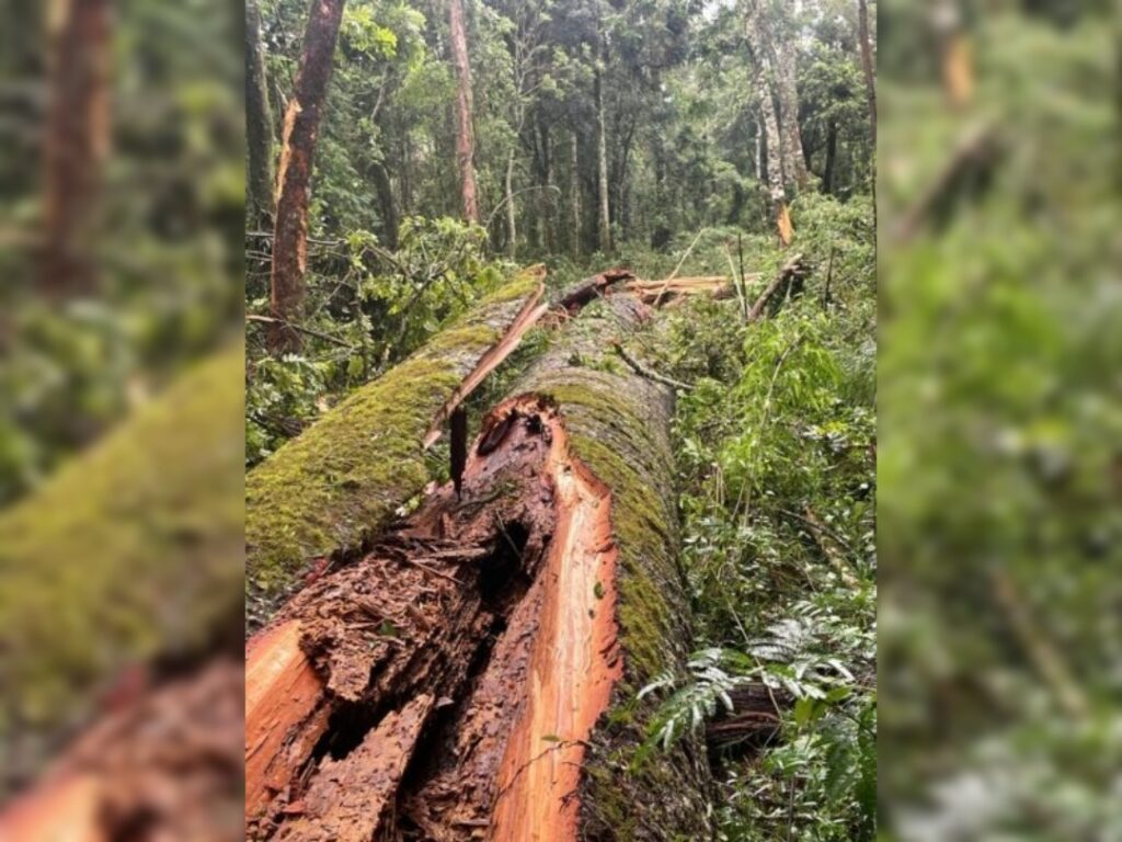 A maior Araucária do Paraná cai após fortes chuvas em Cruz Machado