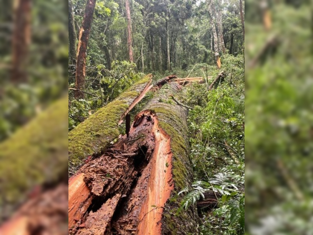 A maior Araucária do Paraná cai após fortes chuvas em Cruz Machado