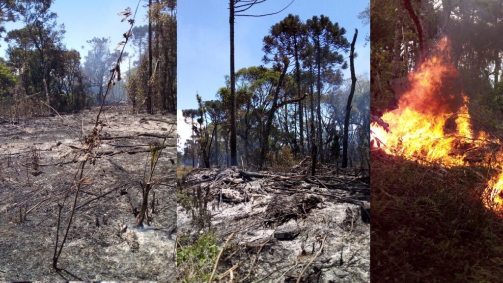 Incêndio em vegetação é combatido pelo Corpo de Bombeiros de Porto União, em Irineópolis