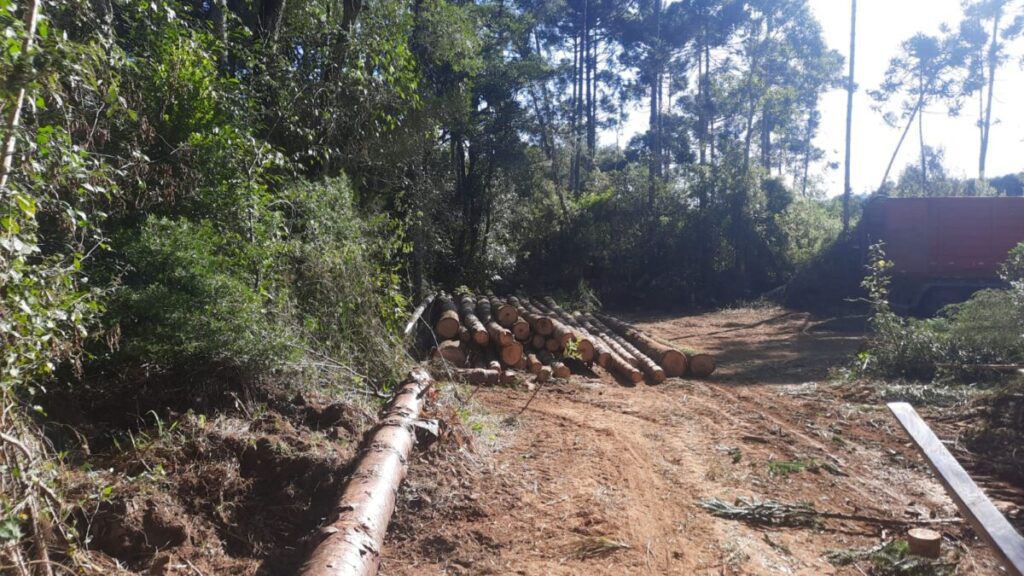 Dois indivíduos foram presos por derrubar araucárias de forma ilegal em São João do Triunfo