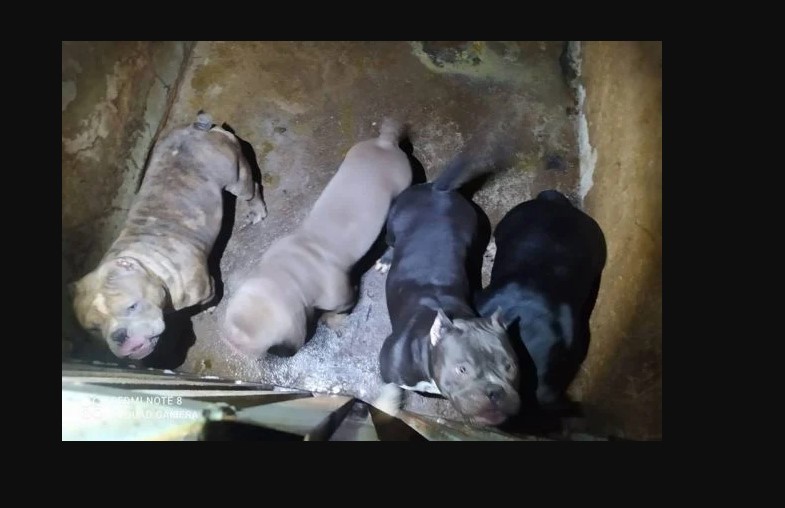 Cães eram mutilados em cirurgias de reprodução a mando do tráfico