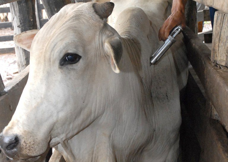 Paraná suspende vacinação de bovinos e bubalinos contra a febre aftosa