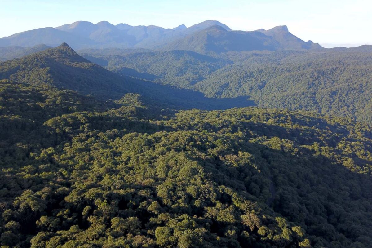 Após COP15, Paraná pode ser beneficiado com projetos para restauração da Mata Atlântica