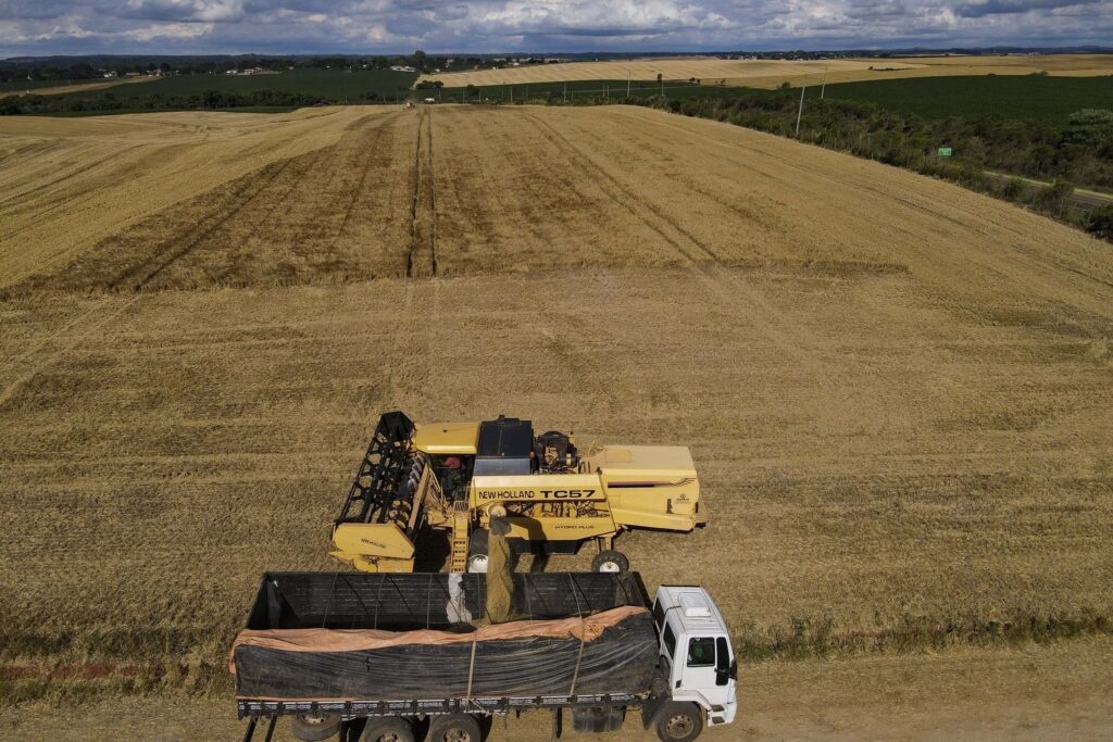Paraná lidera produção nacional de cevada