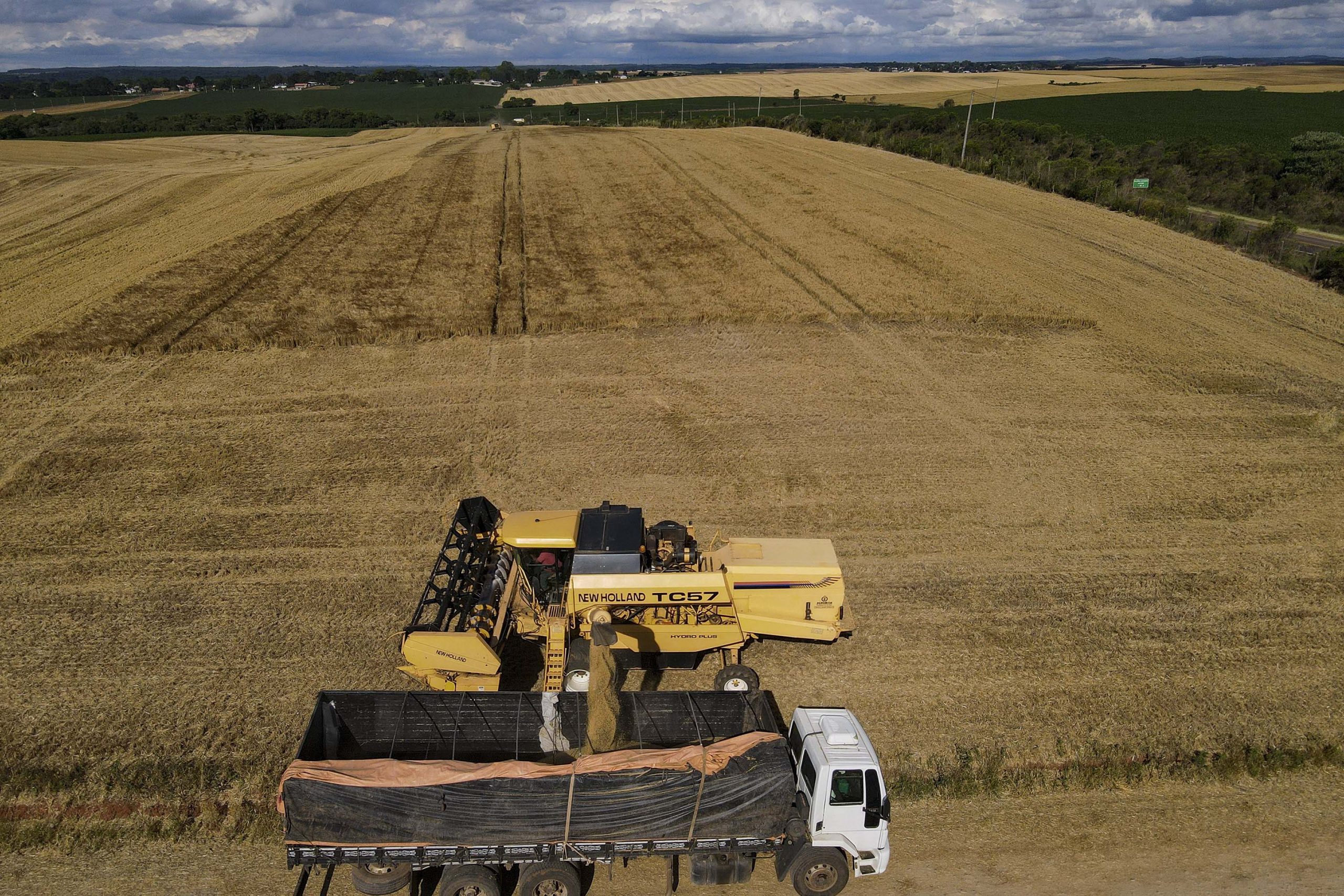 Paraná lidera produção nacional de cevada