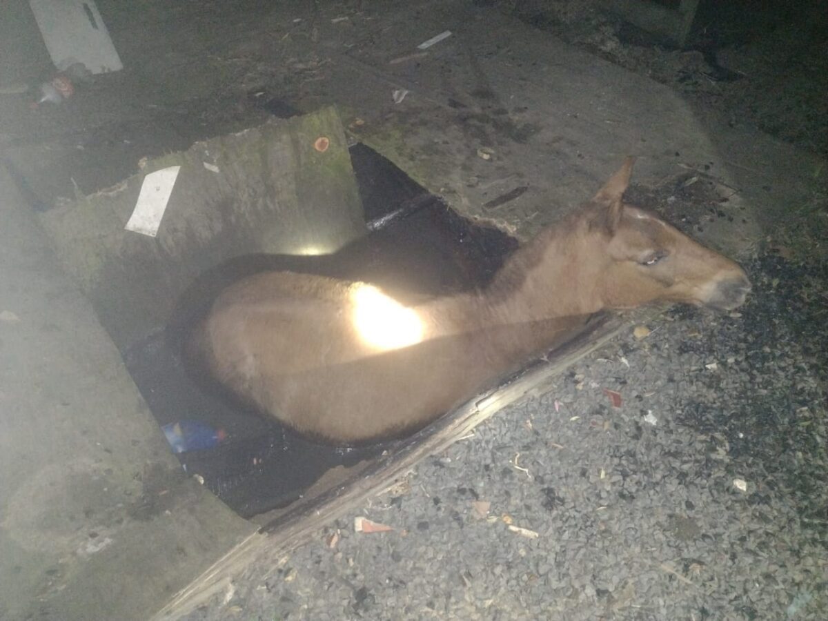 Corpo de Bombeiros resgata cavalo após queda dentro de fossa numa propriedade em Três Barras