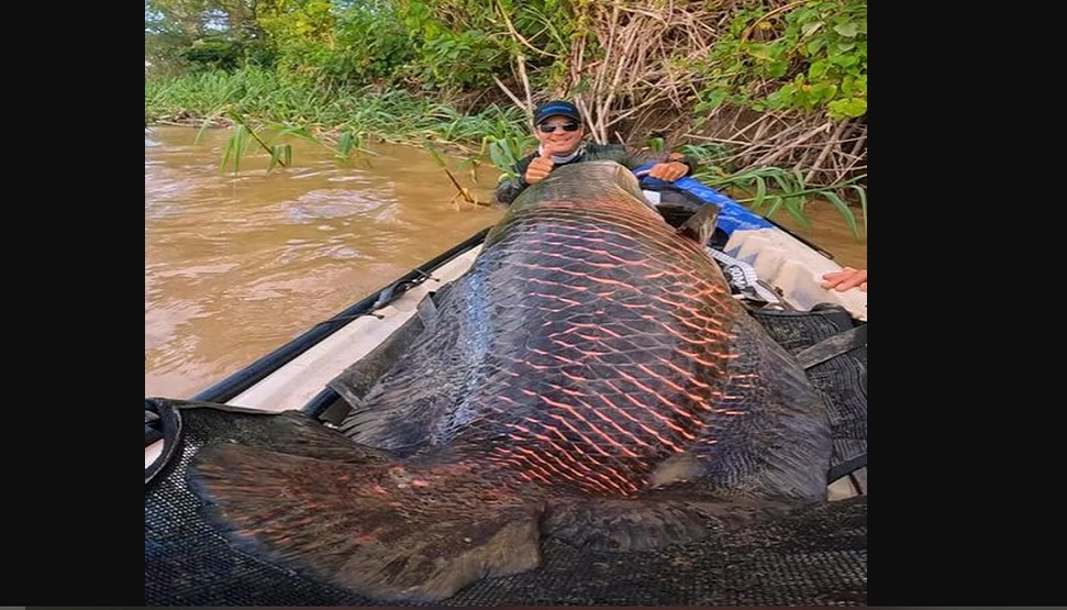 Pescadores fisgam pirarucu de mais 2 metros e 100 kg no Rio Madeira em RO: ‘foi uma sensação incrível