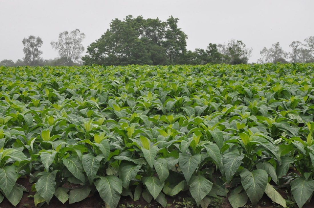 Página Fumicultores unidos aponta São João do Triunfo como maior produtor de fumo do PR e 2º no Brasil