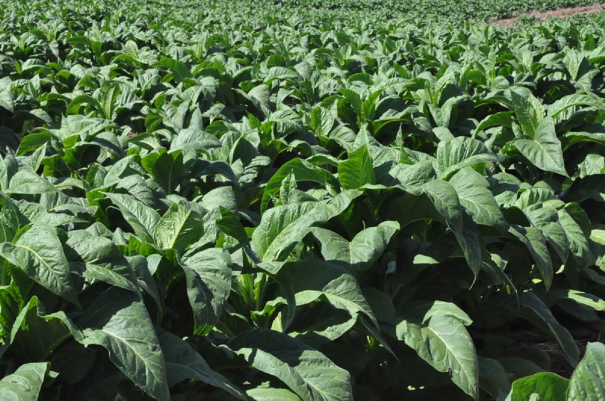 Entidades reúnem-se com JTI e BAT para discutir o reajuste da tabela de preço do fumo para a atual safra