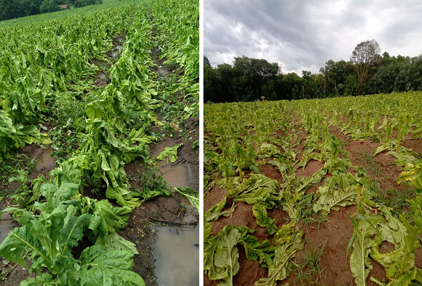 Temporal desta quarta-feira destruiu lavouras de fumo em São João do Triunfo