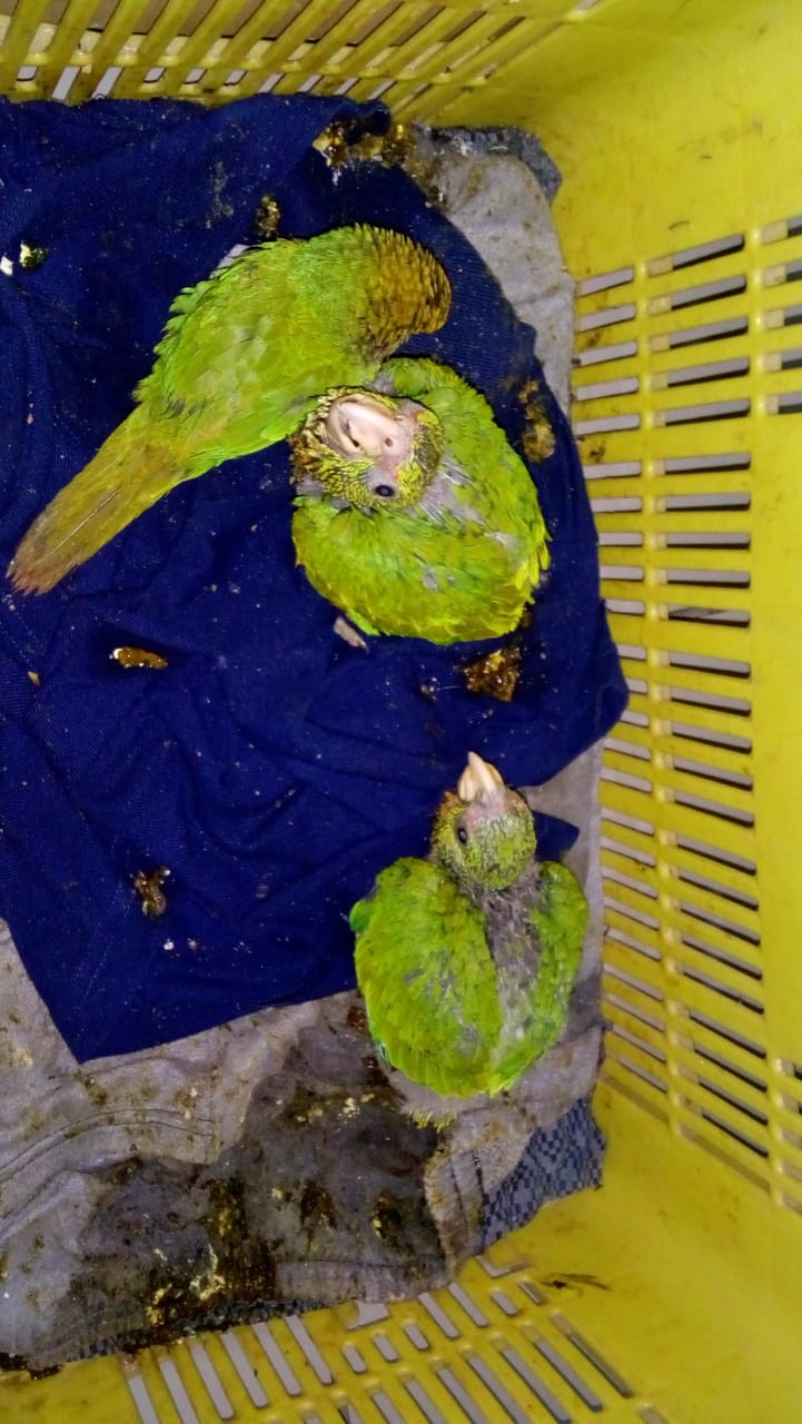 PM apreende aves silvestres ao verificar denuncia de furto em São Mateus do Sul