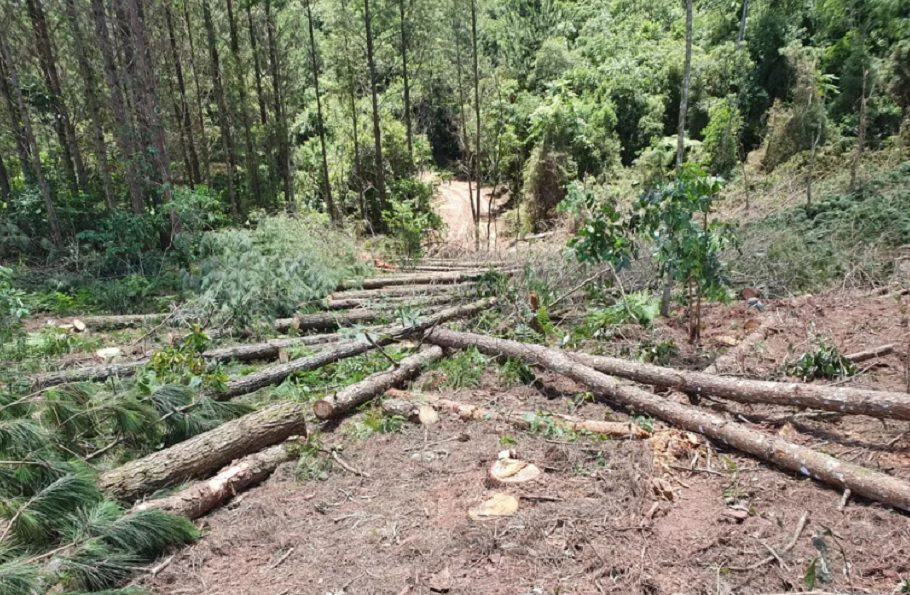 SÃO JOÃO DO TRIUNFO: PM é acionada para resolver conflito após derrubada de 170 árvores de pinus sem autorização