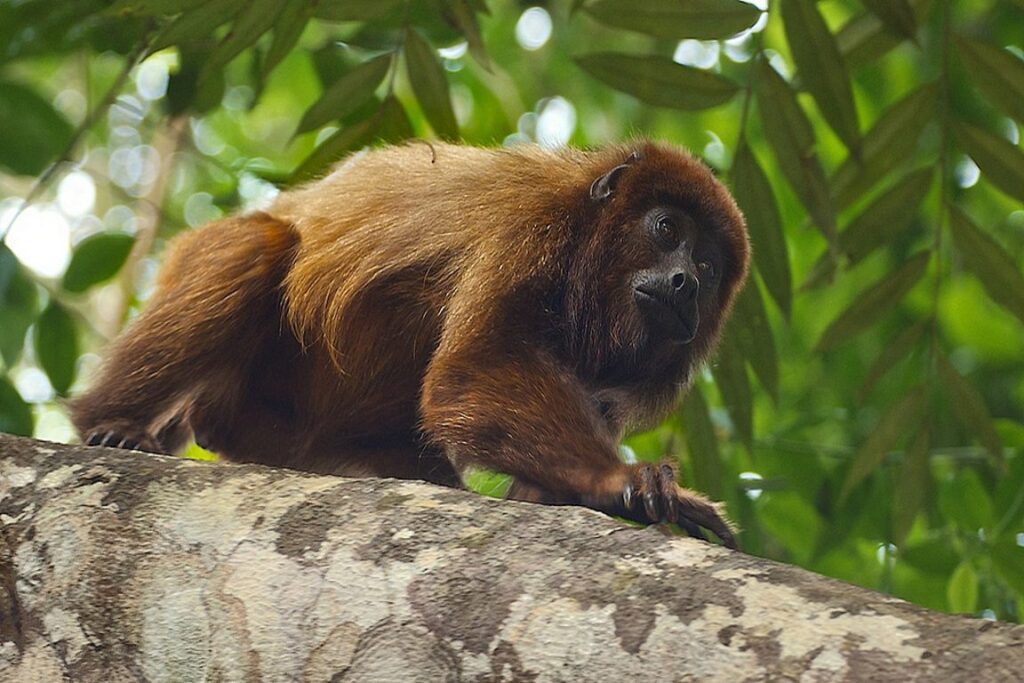 Paraná registra 46 mortes de macacos por febre amarela