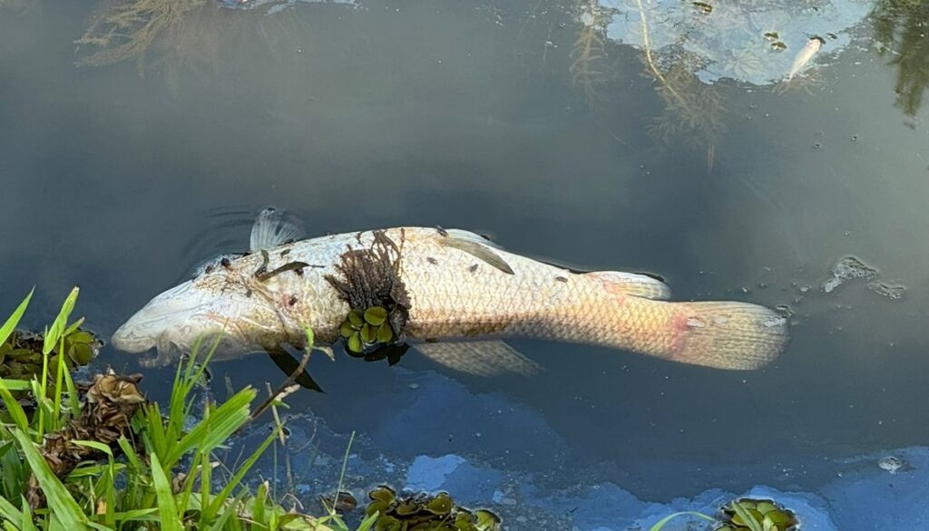 Peixes são encontrados mortos na lago do Ginásio Polacão, em São Mateus do Sul